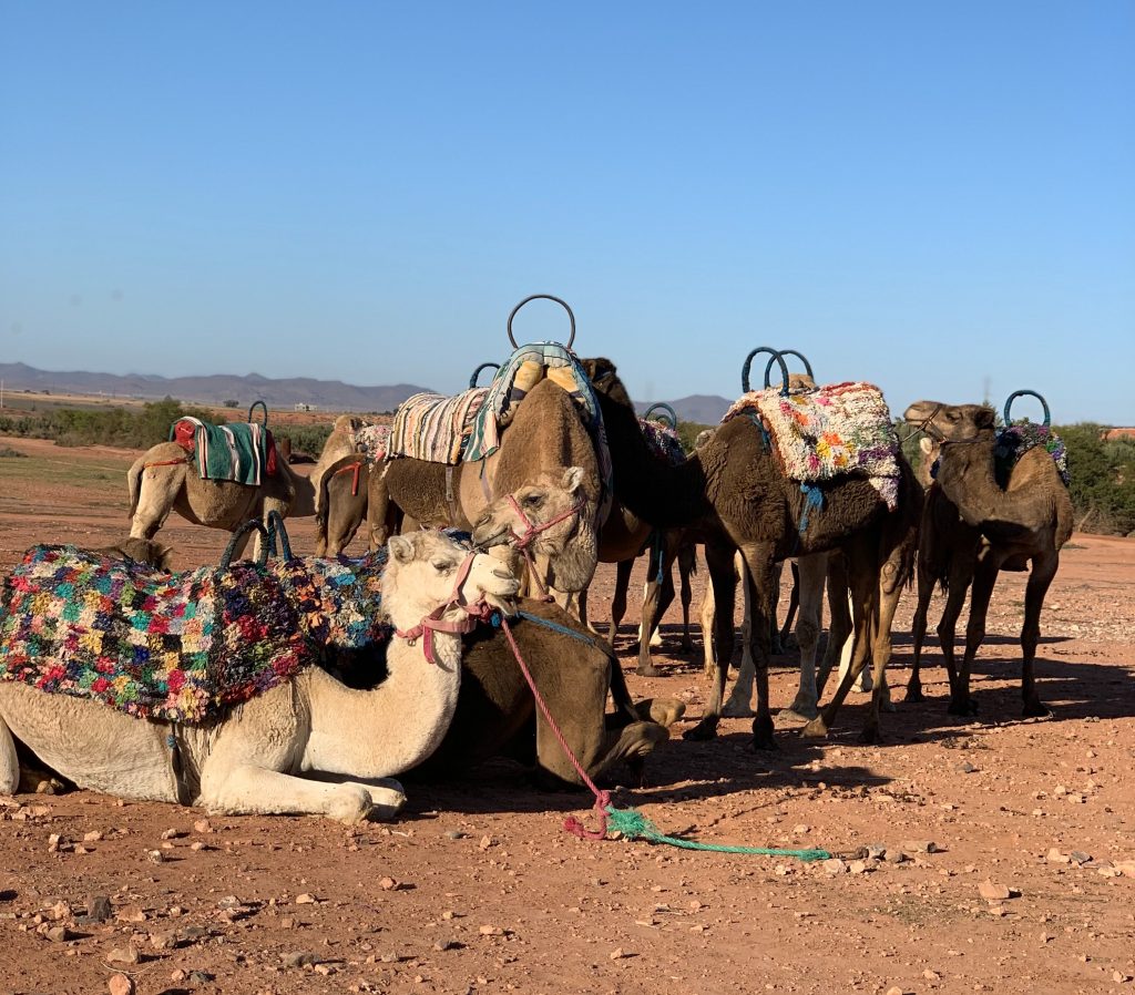 exkursion wüste marrakesch